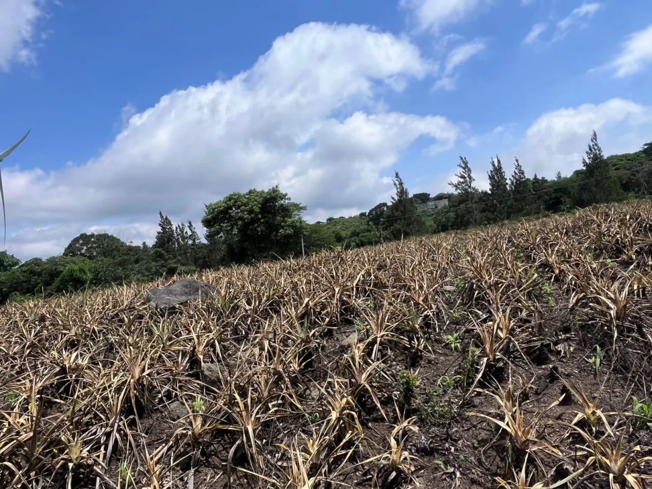 TERRENOS EN VENTA ALDEA LOS LLANOS VILLA CANALES — foto 4 de 9
