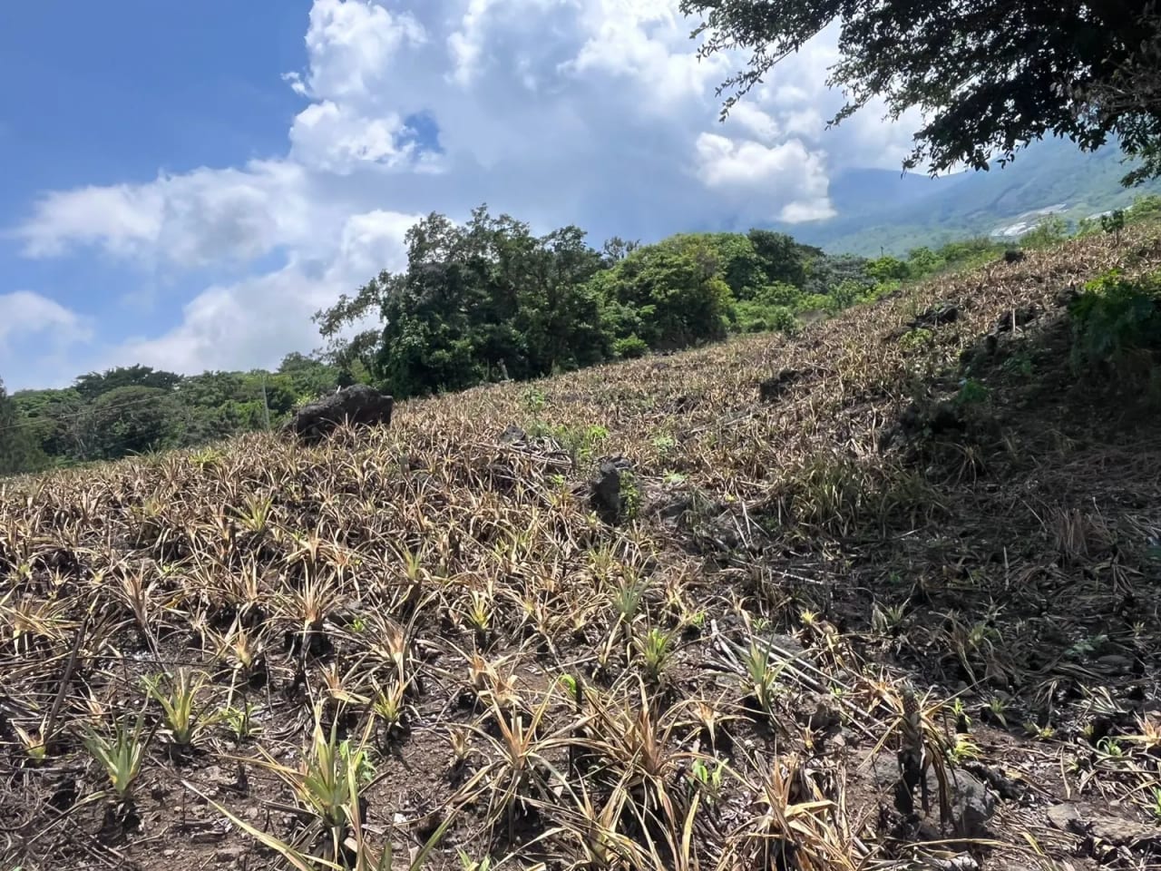 TERRENOS EN VENTA ALDEA LOS LLANOS VILLA CANALES — foto 5 de 9